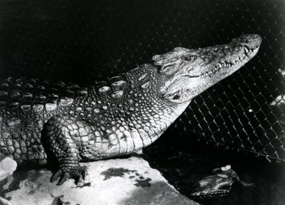 En amerikansk alligator på London Zoo i september 1924 av Frederick William Bond