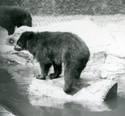 En andinsk glasögonbjörn som balanserar på en stock i en vattenpöl, London Zoo, juni 1925 av Frederick William Bond