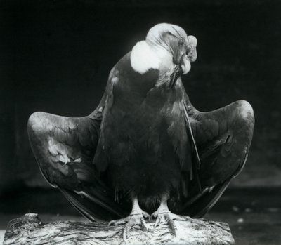 En Andinsk kondor vilande på en stock, London Zoo, 1925 av Frederick William Bond