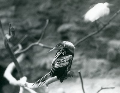 En Anhinga American DarterSnakebirdWater Turkey sitter på en gren på London Zoo i september 1927 av Frederick William Bond