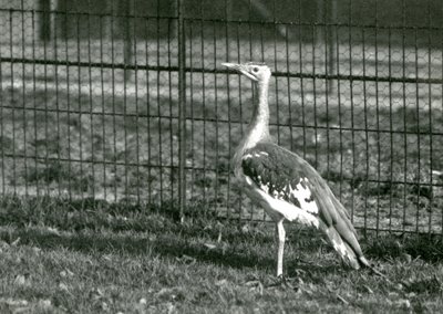 En arabisk bustard som står i sin inhägnad på London Zoo, 1924 av Frederick William Bond