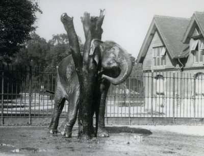 En asiatisk elefant som kliar bakom örat på skrapstolpen, i dess inhägnad, London Zoo av Frederick William Bond