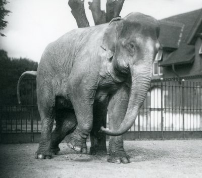 En asiatisk elefant som kliar sig mot ett dött träd, London Zoo av Frederick William Bond