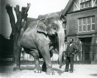 En asiatisk elefant som kliar sig mot ett dött träd, medan den balanserar på tre ben, med sin tränare, Syed Ali, tittar på, London Zoo av Frederick William Bond