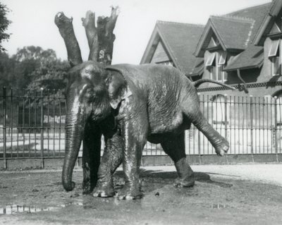 En asiatisk elefant som kliar sig mot ett dött träd medan han balanserar på tre ben, London Zoo av Frederick William Bond