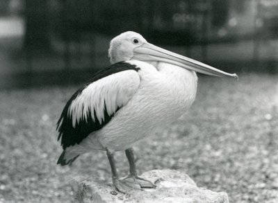 En australisk pelikan som står på en sten på London Zoo 1929 (s/v foto) av Frederick William Bond