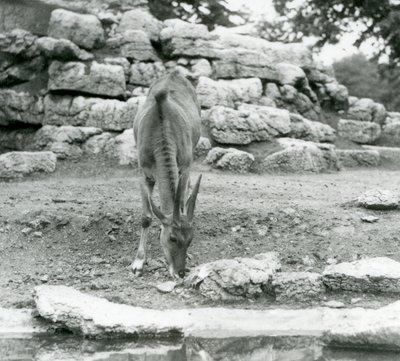 En ekland som betar i antilopfållan på London Zoo 1929 (svart/vitt foto) av Frederick William Bond