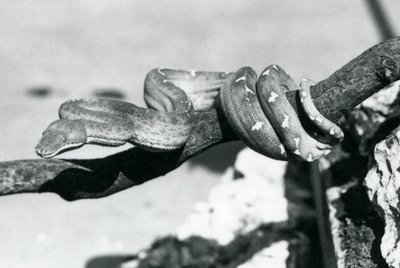 En smaragdträdsboa med sin kropp lindad längs en gren, London Zoo, oktober 1928 (s/v foto) av Frederick William Bond