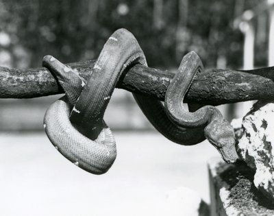 En smaragdträdsboa med sin kropp lindad längs en horisontell gren, tittar ner mot marken, London Zoo, oktober 1928 (s/v foto) av Frederick William Bond