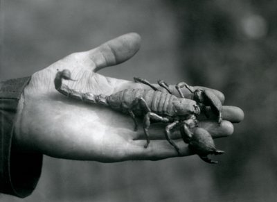 En kejsarskorpion som hölls i handflatan på en djurhållare, London Zoo, oktober 1925 av Frederick William Bond
