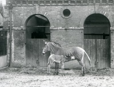 En utrotningshotad Grevys Imperial Zebra som står och matar sitt föl, i deras hage på London Zoo 1927 av Frederick William Bond