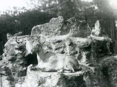 En stenbock från Himalaya som vilar på en klippavsats vid London Zoo, augusti 1927 av Frederick William Bond