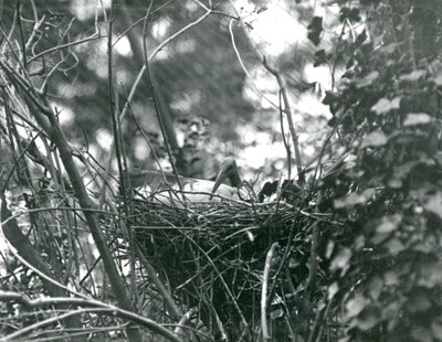 En Ibis sitter på sitt bo i London Zoo 1924 av Frederick William Bond