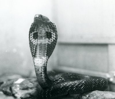 En indisk glasögon, AsianBinocellate Cobra med upphöjt huvud och utsvängd huva, London Zoo, oktober 1925 av Frederick William Bond