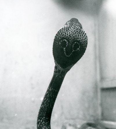 En indisk glasögon, AsianBinocellate Cobra med upphöjt huvud och utsvängd huva, London Zoo, oktober 1925 av Frederick William Bond