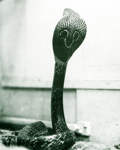 En indisk glasögon, AsianBinocellate Cobra med upphöjt huvud och utsvängd huva, London Zoo, oktober 1925 av Frederick William Bond