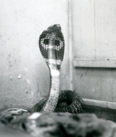 En indisk glasögon, AsianBinocellate Cobra med upphöjt huvud och utsvängd huva, London Zoo, oktober 1925 av Frederick William Bond