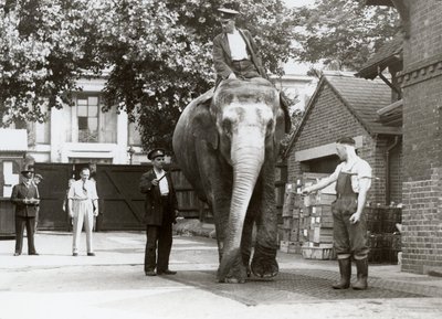 En indisk elefant som vägdes av djurhållare på London Zoo, augusti 1935 av Frederick William Bond