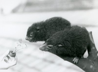 En vuxen och ung Western Tree Hyrax sitter på en gren och lutar sig över till en morotstopp som hålls för dem att äta, London Zoo av Frederick William Bond