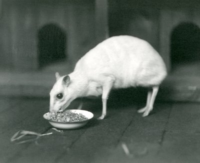 En albino Javan Chevrotain Java Mouse-Deer som äter ur en skål på London Zoo 1926 av Frederick William Bond