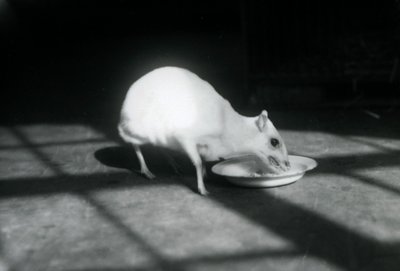 En albino-chevrotain som äter från en maträtt, London Zoo, december 1926 av Frederick William Bond