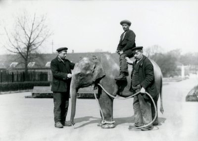 En baby indisk elefant med Keepers A. Church och H. Robertson på London Zoo, juni 1922 av Frederick William Bond