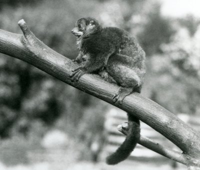 En hotad Coquerels jättemuslemur/Coquerels dvärglemur/södra jättemuslemur, vilande på en gren på London Zoo, oktober 1929 (s/v foto) av Frederick William Bond