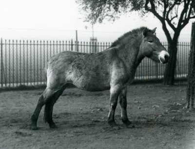 En utrotningshotad Przewalskis Wild Horse som står i sin hage vid London Zoo, oktober 1927 av Frederick William Bond