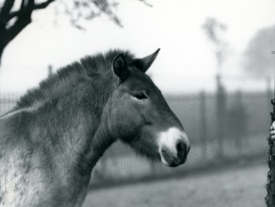 En utrotningshotad Przewalskis Wild Horse som står i sin hage vid London Zoo, oktober 1927 av Frederick William Bond