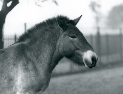 En utrotningshotad Przewalskis Wild Horse som står i sin hage vid London Zoo, oktober 1927 av Frederick William Bond