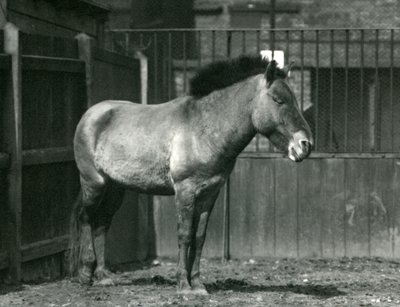En utrotningshotad Przewalskis vildhäst som står i sin hage på London Zoo 1927 av Frederick William Bond