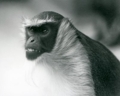 En utrotningshotad Roloway-apa vid London Zoo, 1927 av Frederick William Bond
