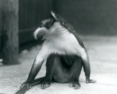 En utrotningshotad Roloway-apa sitter på marken och tittar uppåt medan han håller i svansen, London Zoo, 1927 av Frederick William Bond