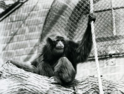 En utrotningshotad Siamang-gibbon sitter på en stock och håller i ett rep, London Zoo, 1927 av Frederick William Bond