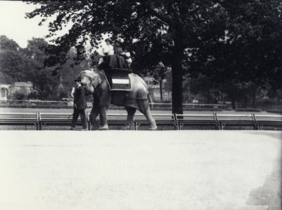 Den asiatiska elefanten "Jessie" skjutsar till två damer och ett barn medan den leds av en djurhållare i London Zoo, maj 1914 av Frederick William Bond