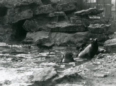 Kalifornien sjölejon med is på deras pool, London Zoo av Frederick William Bond