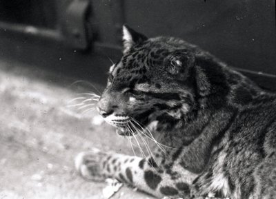 Molnig leopard, 1922 av Frederick William Bond
