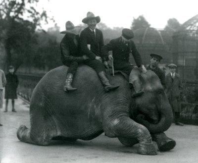 Cowboys och tränare med den indiska elefanten Sundermalah under ett besök på London Zoo 1924 av Frederick William Bond