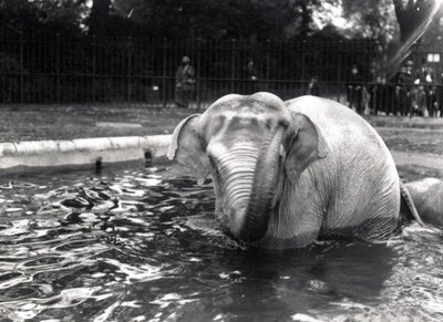 Elefantbad av Frederick William Bond