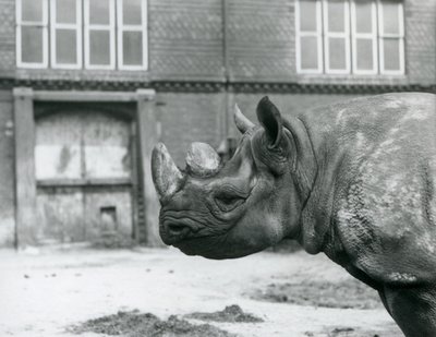 Eliza är en kvinnlig Black Rhinoceros, London Zoo av Frederick William Bond