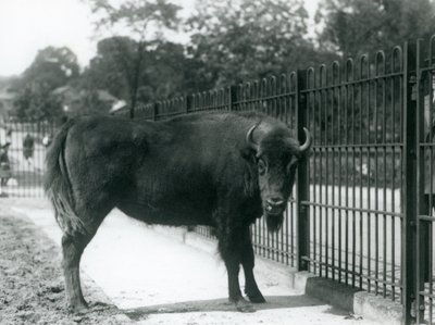 European Bison Georgina vid barerna i hennes hage, London Zoo, 12 augusti 1926 av Frederick William Bond