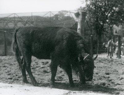 European Bison Julia äter gräset i sin hage, London Zoo, 12 augusti 1926 av Frederick William Bond