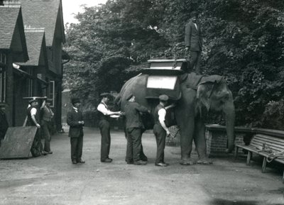 Den asiatiska elefanthonan Indiarani utrustas med en sadel av djurskötare på norra sidan av elefanthuset. London Zoo, augusti 1920 av Frederick William Bond