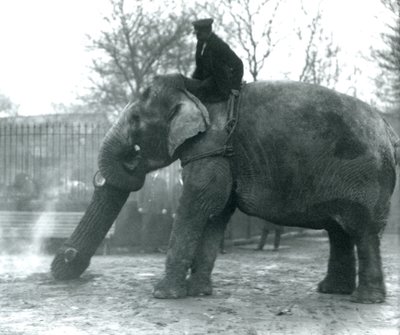 Asiatisk elefanthona, indiarani, flyttar timmer med sin snabel, medan hennes skötare sitter på rygg och dirigerar henne, London Zoo, 1925 av Frederick William Bond