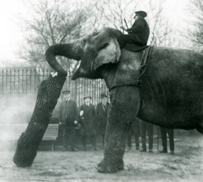 Asiatisk elefanthona, indiarani, flyttar timmer med sin snabel, medan hennes skötare sitter på rygg och dirigerar henne, London Zoo, 1925 av Frederick William Bond