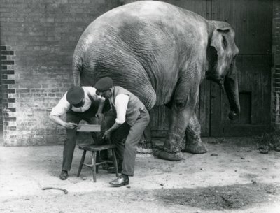 Den asiatiska elefanthonan Sundermalah fick sina fötter trimmade av sina djurhållare på London Zoo, augusti 1926 av Frederick William Bond