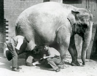 Den asiatiska elefanthonan Sundermalah fick sina fötter trimmade av sina djurhållare på London Zoo, augusti 1926 av Frederick William Bond