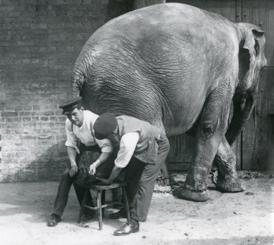 Kvinnlig asiatisk elefant som trimmas av sina fötter på London Zoo, augusti 1926 av Frederick William Bond