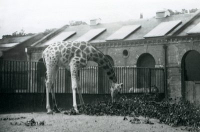 Kvinnlig giraff, 