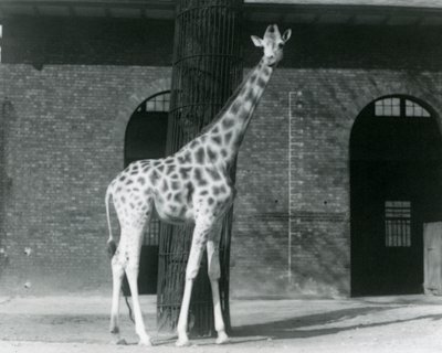 Kvinnlig giraff, 